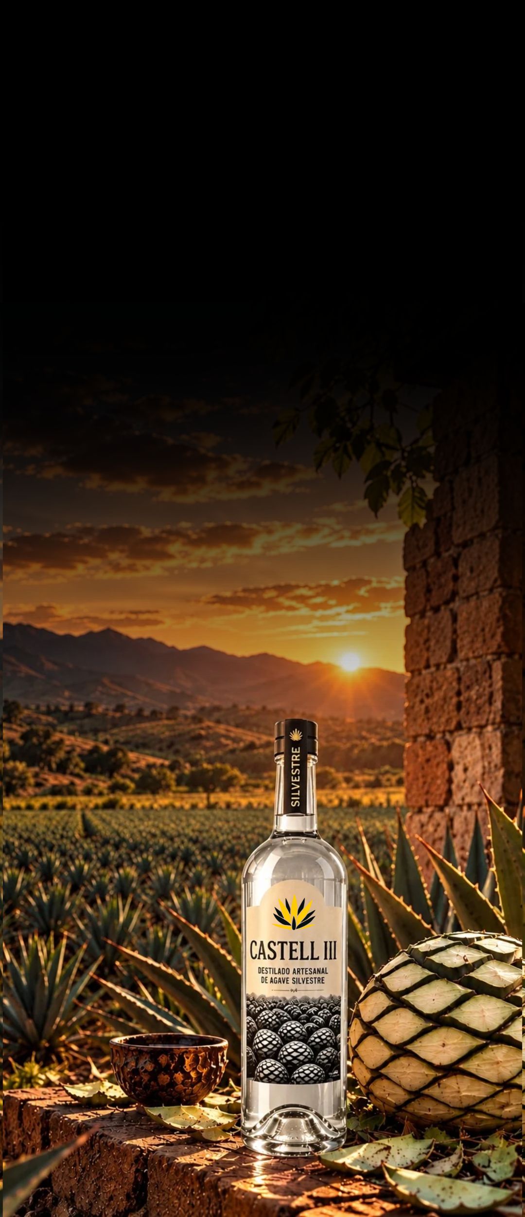 Castell III — campo de agave al amanecer