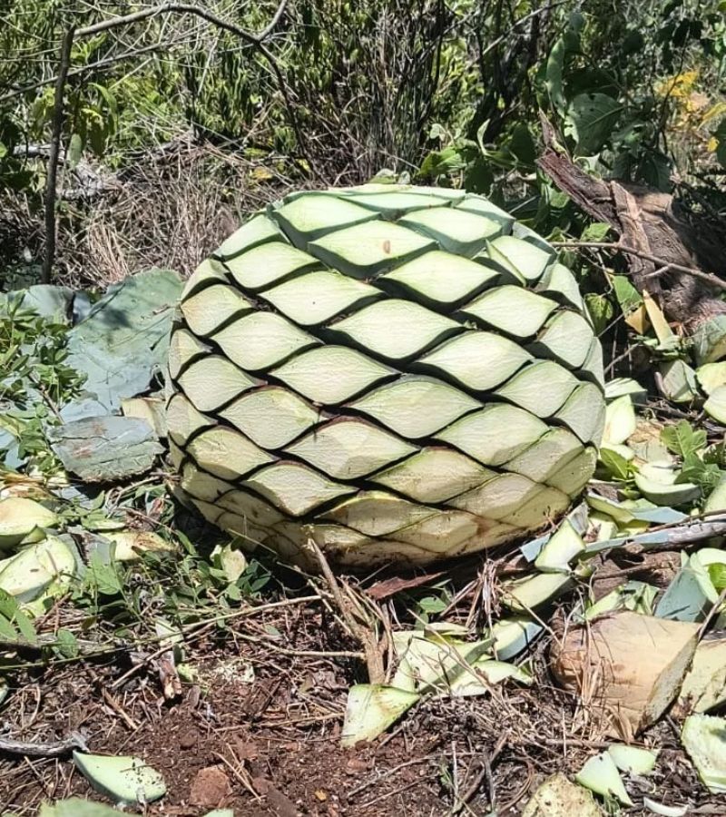 Campo de agave silvestre en Oaxaca